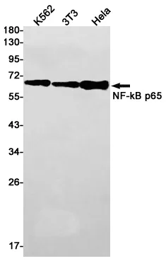Western blot analysis of NF-KB p65 in K562, 3T3, Hela lysates using NF-KB p65 antibody.