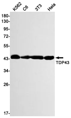 Western blot analysis of TDP43 in K562, C6, 3T3, Hela lysates using TDP43 antibody