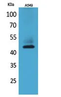 Western Blot analysis of A549 cells using Cytokeratin 19 Polyclonal Antibody.. Secondary antibody was diluted at 1:20000