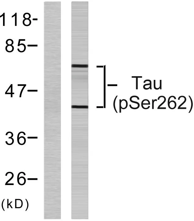 Western blot analysis of lysates from HeLa cells, using Tau （Phospho-Ser262） Antibody. The lane on the left is blocked with the phospho peptide.