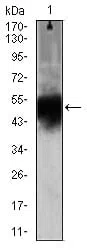 Western blot analysis using DCX mouse mAb against Mouse heart (1) lysate.