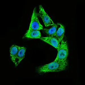 Immunofluorescence analysis of HepG2 cells using DCX mouse mAb (green). Blue: DRAQ5 fluorescent DNA dye.