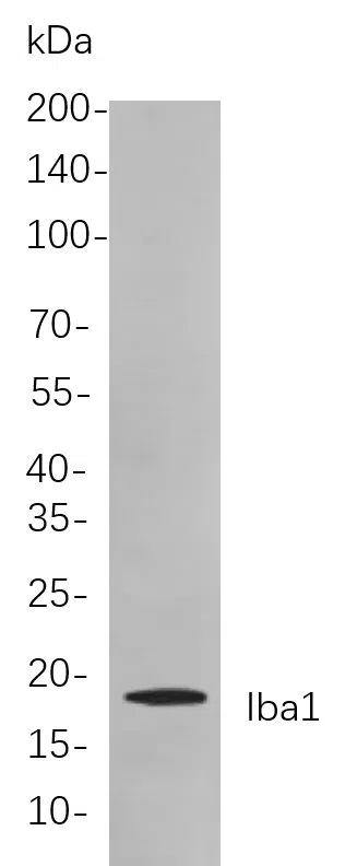 Western blot analysis of lysates from Mouse spleen cells, using Iba1 Rabbit mAb. The HRP-conjugated Goat anti-Rabbit IgG antibody was used to detect the antibody.