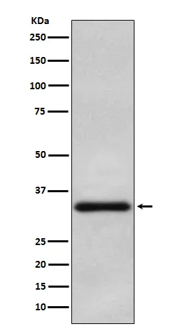 Western blot analysis of Olig2 in Human oligodendroglioma lysate.