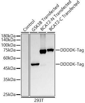 Western blot analysis of lysates from wild type (WT) and 293T cells transfected with GSK3B Protein,BCAT2-N Protein,BCAT2-C Protein, using DDDDK-Tag antibody at 1:10000 dilution. Secondary antibody: HRP Goat Anti-Rabbit IgG (H+L) ) at 1:10000 dilution. Lysates/proteins: 25μg per lane. Blocking buffer: 3% nonfat dry milk in TBST. Detection: ECL West Pico Plus. Exposure time: 10s.