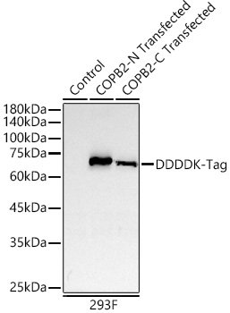 Western blot analysis of lysates from wild type (WT),293F transfected with COPB2-N Protein,COPB2-C Protein,using DDDDK-Tag antibody at 1:10000 dilution. Secondary antibody: HRP Goat Anti-Rabbit IgG (H+L)at 1:10000 dilution. Lysates/proteins: 25μg per lane. Blocking buffer: 3% nonfat dry milk in TBST. Detection: ECL West Pico Plus). Exposure time: 30s.