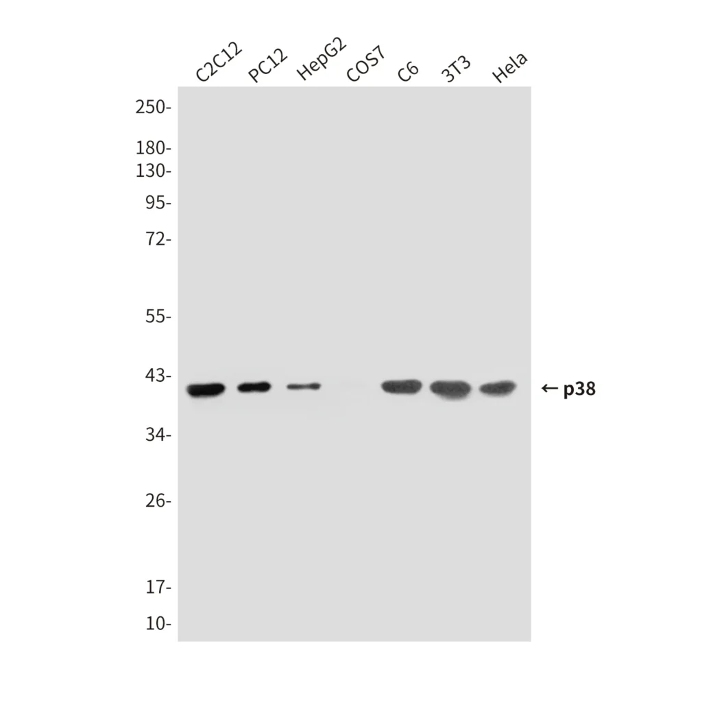 Western blot analysis of p38 (5A1) in C2C12, PC-12, HepG2, COS7, C6, 3T3 and Hela lysates using p38 MAPK antibody.