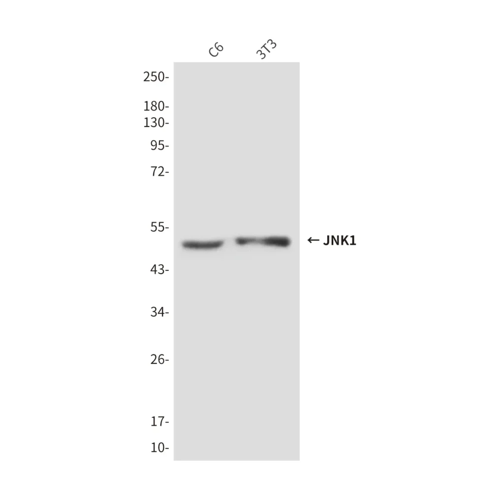 Western blot analysis of JNK1 in C6 and 3T3 lysates using JNK1 antibody.