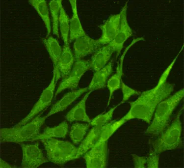Immunofluorescence analysis of JNK1 (1A4) in 3T3 using JNK1 antibody.
