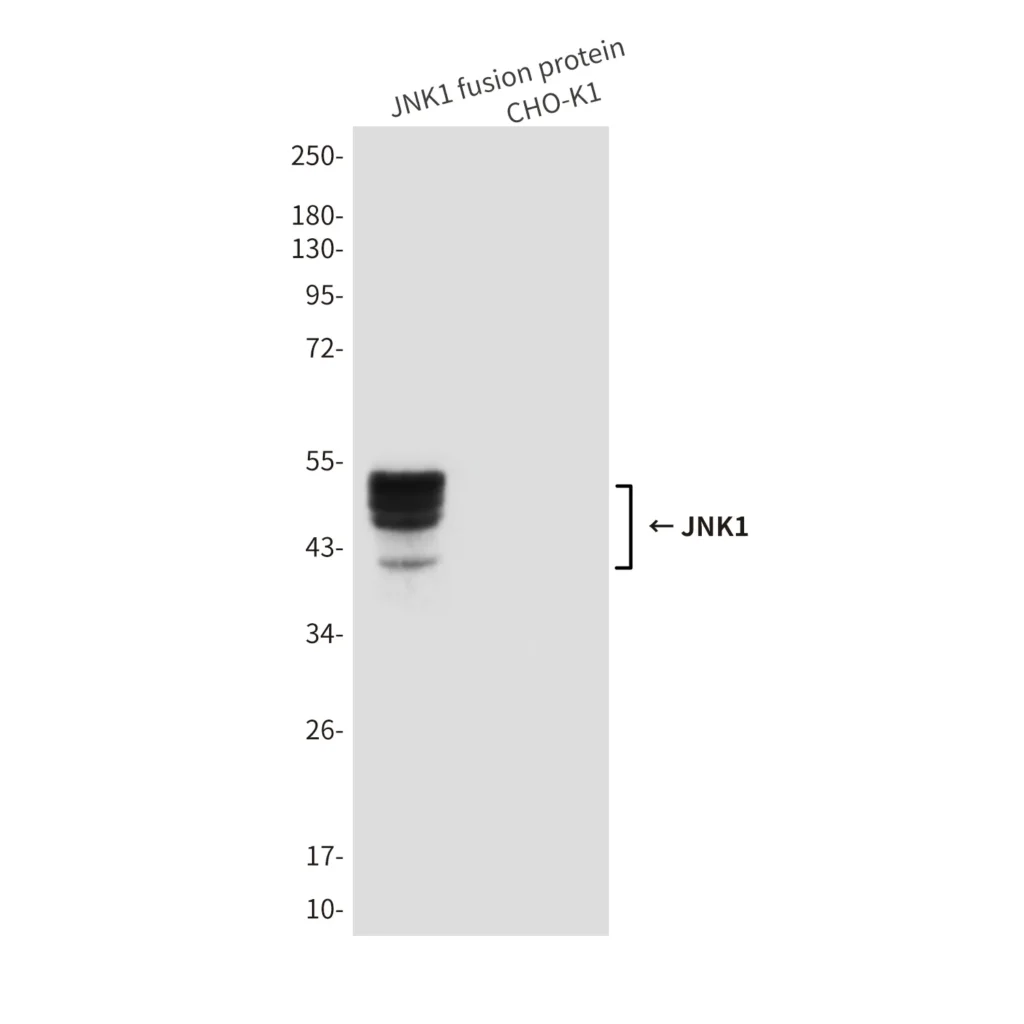 Western blot analysis of JNK1 (1A4) in CHO-K1 cell lysates(B) and CHO-K1 transfected by JNK1fragment fusion protein(A) cell lysates using JNK1 antibody.