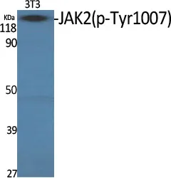 Western blot analysis of Phospho-JAK2 (Tyr1007) in NIH3T3 lysates using Phospho-JAK2 (Tyr1007) antibody.
