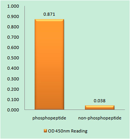 Enzyme-Linked Immunosorbent Assay (Phospho-ELISA) for Immunogen Phosphopeptide (Phospho-left) and Non-Phosphopeptide (Phospho-right), using JAK2 (Phospho-Tyr221) Antibody