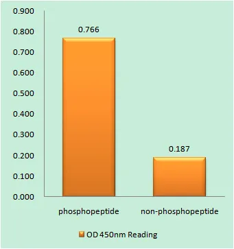 Enzyme-Linked Immunosorbent Assay （ Phospho-ELISA ） for Immunogen Phosphopeptide （Phospho-left） and Non-Phosphopeptide （Phospho-right）, using JAK2 （Phospho-Tyr570） Antibody