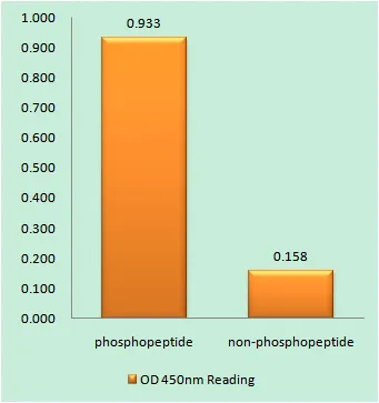 Enzyme-Linked Immunosorbent Assay （ Phospho-ELISA ） for Immunogen Phosphopeptide （Phospho-left） and Non-Phosphopeptide （Phospho-right）, using JAK2 （Phospho-Tyr931） Antibody
