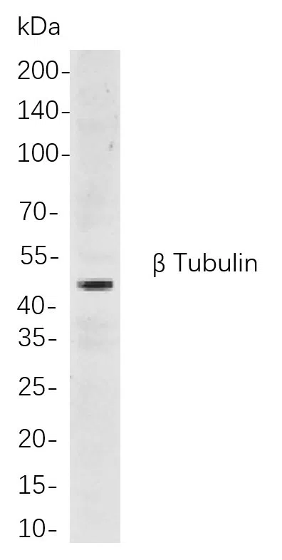 Western blot analysis of lysates from Hela cells, using β Tubulin Rabbit mAb. The HRP-conjugated Goat anti-Rabbit IgG antibody was used to detect the antibody.