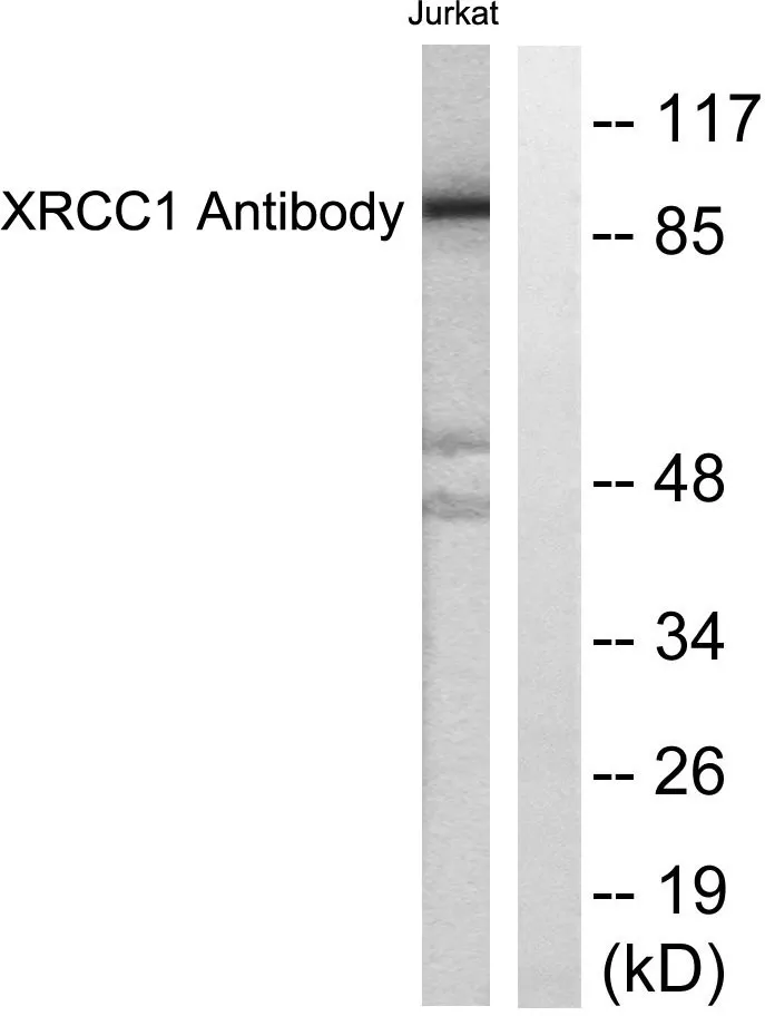Western blot analysis of lysates from Jurkat cells, using XRCC1 Antibody. The lane on the right is blocked with the synthesized peptide.
