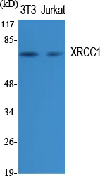 Western Blot analysis of various cells using XRCC1 Polyclonal Antibody diluted at 1：1000. Secondary antibody was diluted at 1:20000.