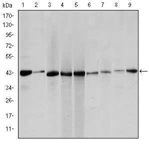 Western blot analysis using ACTA2 mouse mAb against Hela (1), Jurkta (2), HepG2 (3), MCF-7 (4), A431 (5), A549 (6), PC-12 (7), NIH/3T3 (8) and Cos7 (9) cell lysate.
