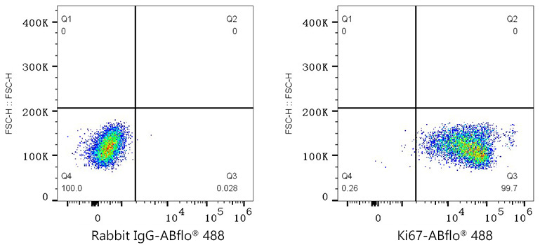 Flow cytometry: 1X10^6 RAW 264.7 cells were intracellularly-stained with Alexa Fluor 488 Rabbit IgG isotype control (5μl/Test,left) or Alexa Fluor 488 Rabbit anti-Mouse Ki67 mAb (5 μl/Test,right).