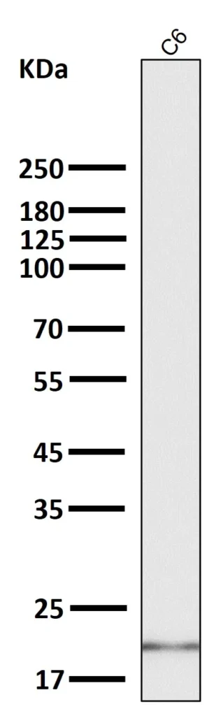 All lanes use the Antibody at 1:2K dilution for 1 hour at room temperature