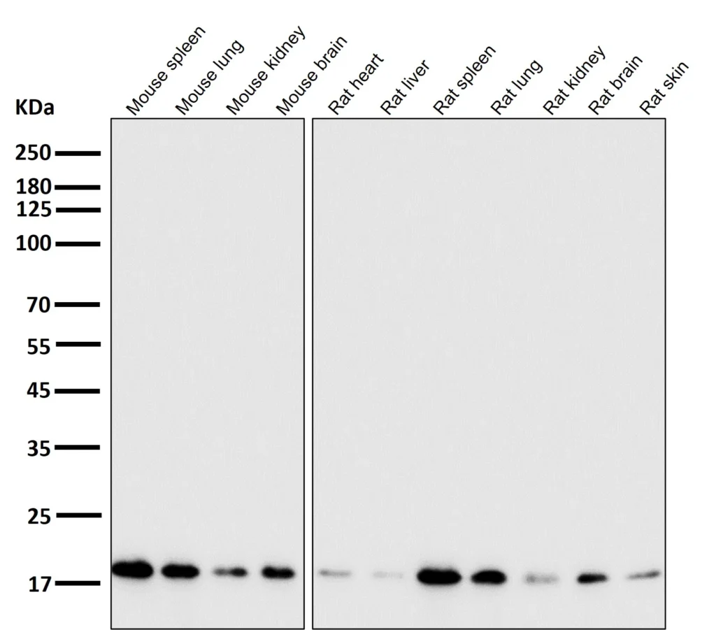 All lanes use the Antibody at 1:2K dilution for 1 hour at room temperature