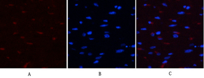 Immunofluorescence analysis of rat-heart tissue. 1,YAP (phospho Ser127) Polyclonal Antibody(red) was diluted at 1:200(4°C,overnight). 2, Cy3 labled Secondary antibody was diluted at 1:300(room temperature, 50min).3, Picture B: DAPI(blue) 10min. Picture A: