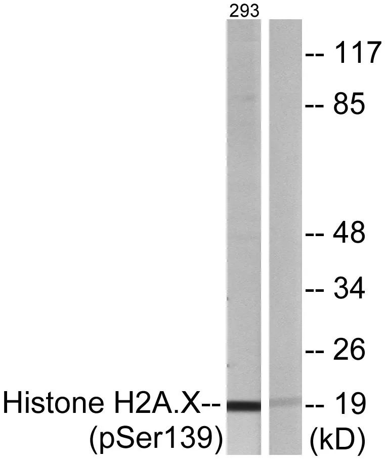 Western blot analysis of lysates from 293 cells treated with heat shock, using Histone H2A.X （Phospho-Ser139） Antibody. The lane on the right is blocked with the phospho peptide.
