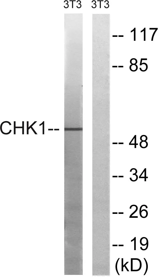 Western blot analysis of lysates from NIH/3T3 cells, using Chk1 Antibody. The lane on the right is blocked with the synthesized peptide.