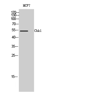 Western Blot analysis of MCF7 cells using Chk1 Polyclonal Antibody