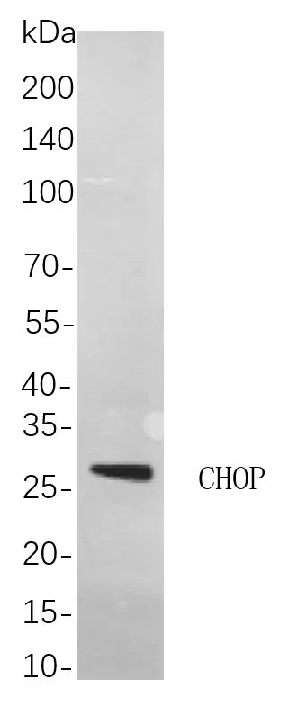 Western blot analysis of lysates from C6 cells, using CHOP Rabbit mAb. The HRP-conjugated Goat anti-Rabbit IgG antibody was used to detect the antibody.