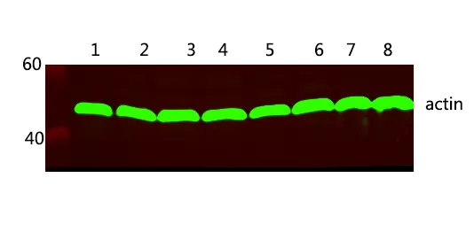 Western blot analysis of 1 HEK293 2 SW480 3 HEPG2 4 MCF-7 5 mouse brain 6 Rat brain 7 Hela 8 A549 lysates, primary antibody was diluted at 1:5000, 4° over night, secondary antibody was diluted at 1:10000, 37° 1hour.