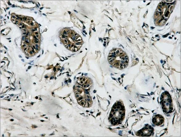 IHC Staining of Human colon tissue with β-tubulin mouse mAb(5G3) diluted at 1:200.