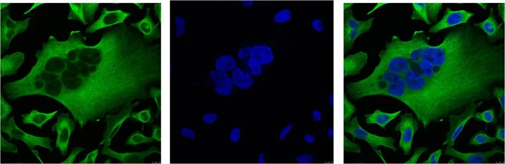 IF analysis of Hela with β-Tubulin Monoclonal Antibody(Left) and DAPI (Right) diluted at 1:100.