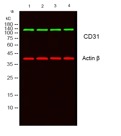 Western blot analysis of CD31 in HepG2, K562, L929, mouse brain lysates using CD31 antibody.