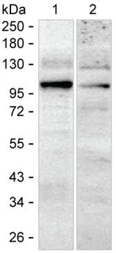 Western blot analysis using PDE5A mouse mAb against HEK-293 lysate and MCF7 lysate