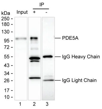 Lane 1: HEK-293 lysate; Lane 2: PDE5A immunoprecipitated from HEK-293 lysate by AMM83613; Lane 3: The same as Lane 2 but use IgG isotype control antibody;Result: AMM83613 can immunoprecipitate PDE5A