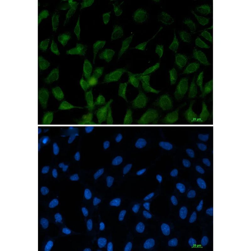 Immunocytochemistry analysis of FE65 (green) in 293T using FE65 antibody, and DAPI (blue).