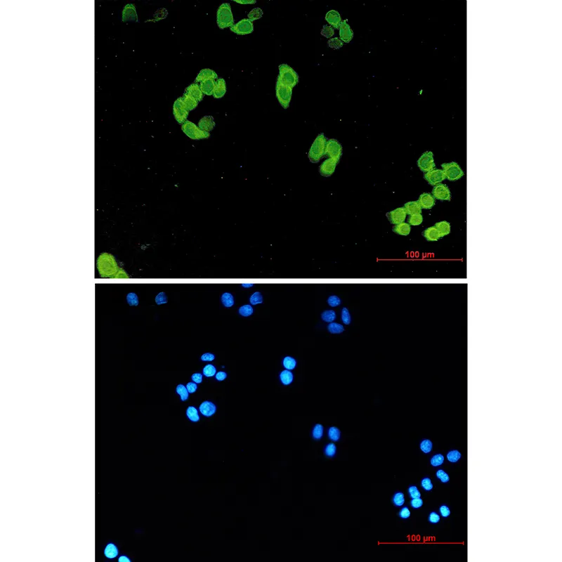 Immunocytochemistry analysis of PARK7/DJ1 (green) in Hela using PARK7/DJ1 antibody, and DAPI (blue)