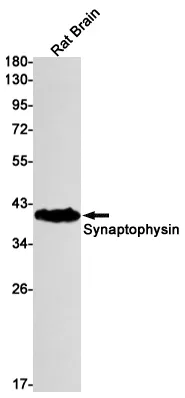 Western blot analysis of Synaptophysin in rat Brain lysates using Synaptophysin antibody.