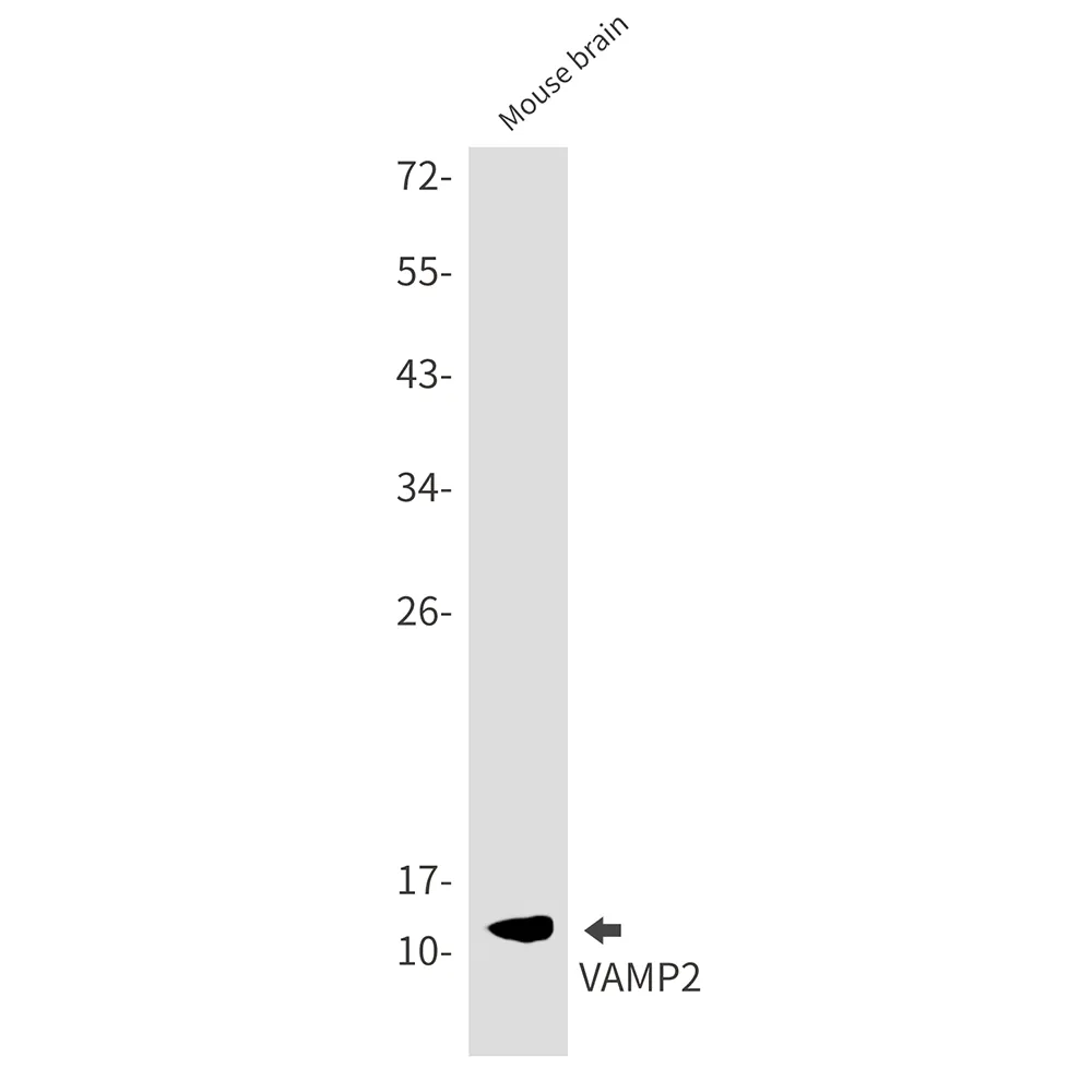 Western blot analysis of VAMP2 in mouse brain lysates using VAMP2 antibody.
