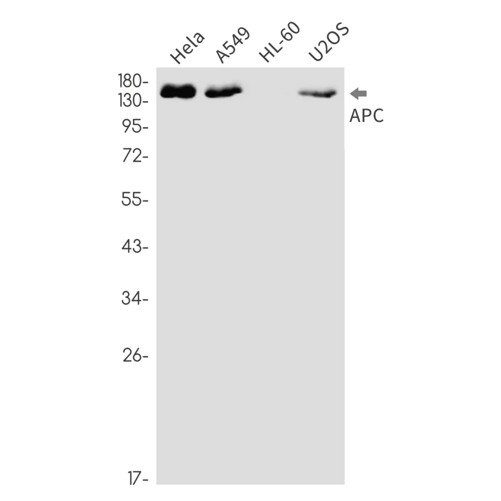 Western blot analysis of APC in Hela, A549, HL-60, U2OS lysates using APC antibody.