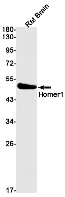 Western blot analysis of Homer1 in rat Brain lysates using Homer1 antibody.