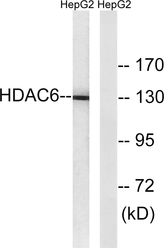 Western blot analysis of lysates from HepG2 cells, using HDAC6 Antibody. The lane on the right is blocked with the synthesized peptide.