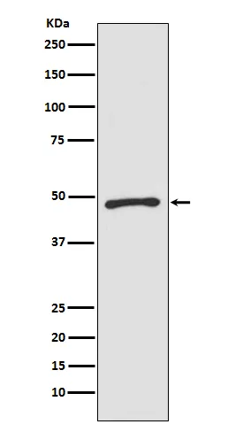 Western blot analysis of Zic1 expression in SW480 cell lysate.