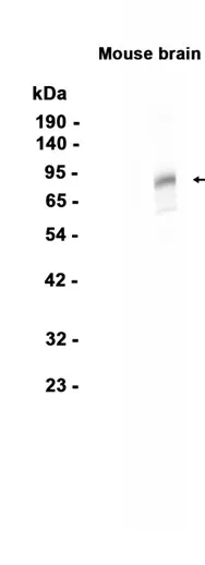 Western blot analysis of extracts from Mouse brain tissue using RM4408 at 1:1000.