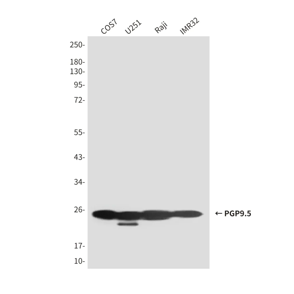 Western blot analysis of UCHL1 / PGP9.5 in U251, IMR32, Raji and COS7 lysates using UCHL1 / PGP9.5 antibody.