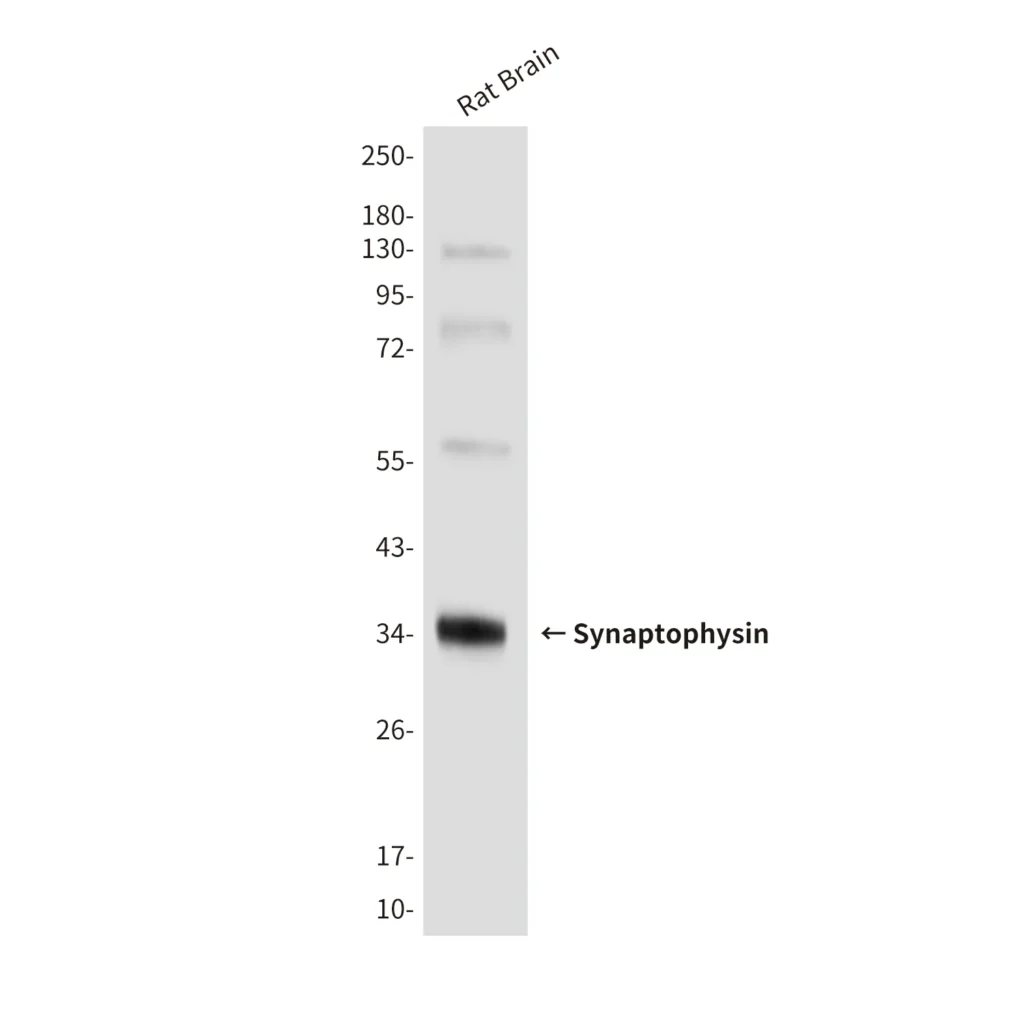 Western blot analysis of Synaptophysin (10C8) in rat brain lysates using Synaptophysin (10C8) antibody.