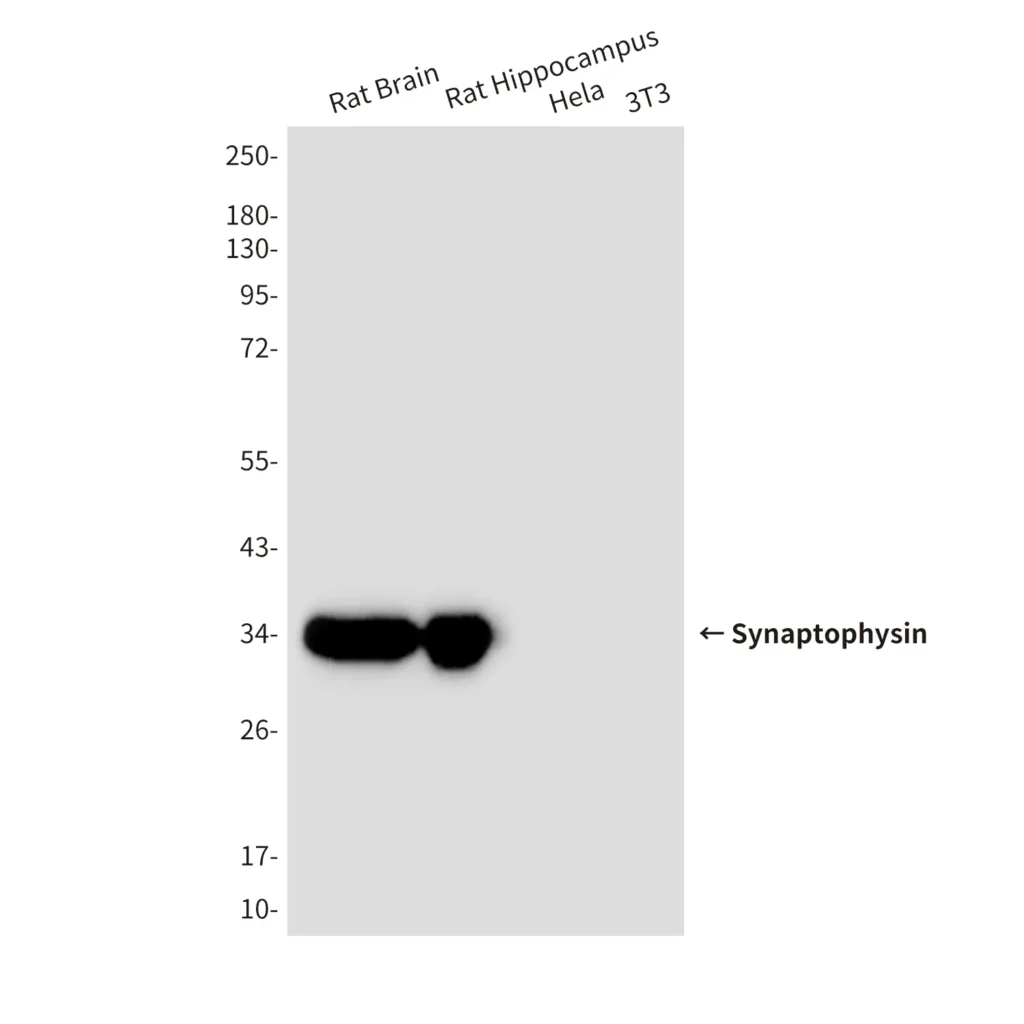 Western blot analysis of Synaptophysin (10C8) in rat Brain, rat Hippocampus, Hela, 3T3 lysates using Synaptophysin (10C8) antibody