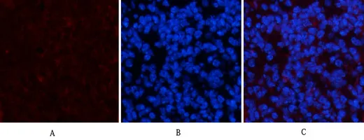 Immunofluorescence analysis of mouse-spleen tissue. 1,PDGFRα Mouse Monoclonal Antibody（7A3）（red） was diluted at 1:200（4°C,overnight）. 2, Cy3 labled Secondary antibody was diluted at 1:300（room temperature, 50min）.3, Picture B: DAPI（blue） 10min. Picture A:Target. Picture B: DAPI. Picture C: merge of A+B