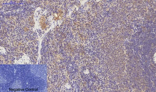 Immunofluorescence analysis of mouse-spleen tissue. 1,PDGFRα Mouse Monoclonal Antibody（7A3）（red） was diluted at 1:200（4°C,overnight）. 2, Cy3 labled Secondary antibody was diluted at 1:300（room temperature, 50min）.3, Picture B: DAPI（blue） 10min. Picture A:Target. Picture B: DAPI. Picture C: merge of A+B